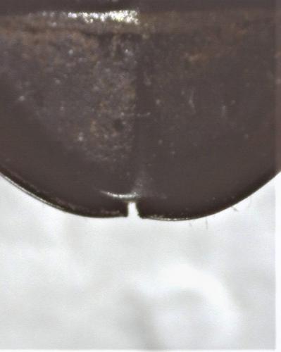 Hydrophilus piceus